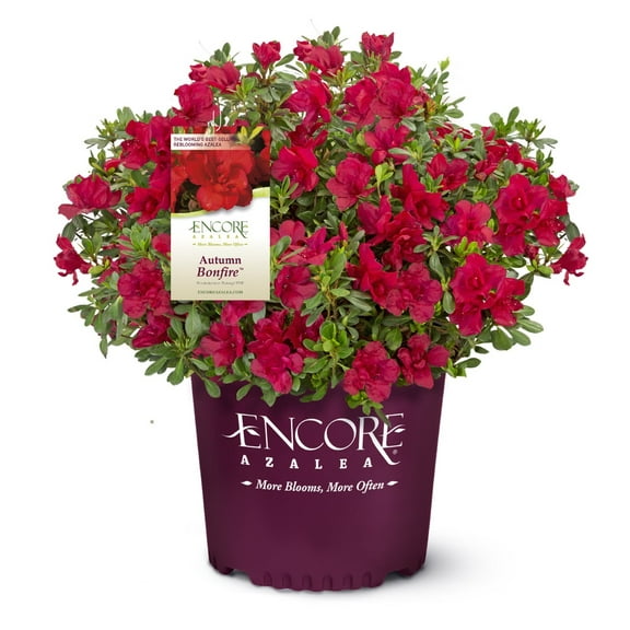 Encore Azalea Autumn Bonfire (1 Gallon) Red Flowering Shrub - Full Sun Live Outdoor Plant