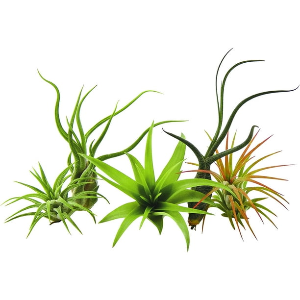 It Blooms Rainforest Grown 5 Pack Assorted Air Plants Live Tillandsia Easy Care House Plants