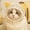 A, variant on Breathable Meshes Cats Muzzle and Head Cover with Regulable Belt, Adjustable Cat Hood with Clear Unobstructed View, Anti-Lick/Scratch/Eating Head Cover for Grooming, Nail Clipping