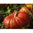 thumbnail image 2 of TomorrowSeeds - Cinderella Pumpkin Seeds - 40+ Count - For 2026 Planting Rouge Vif D'Etampes, 2 of 11