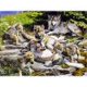 thumbnail image 1 of Wdftyju Kit de pintura de diamantes 5D, familia de lobos, taladro redondo completo, diamantes de imitación, manualidades de pared DIY Wdftyju 7dp0dw7tt4tw2hy5, 1 of 9