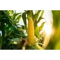 thumbnail image 4 of 100 Seeds IOCHIEF Yellow SWEET CORN Aas Winner Zea Mays Vegetable Seeds, 4 of 9