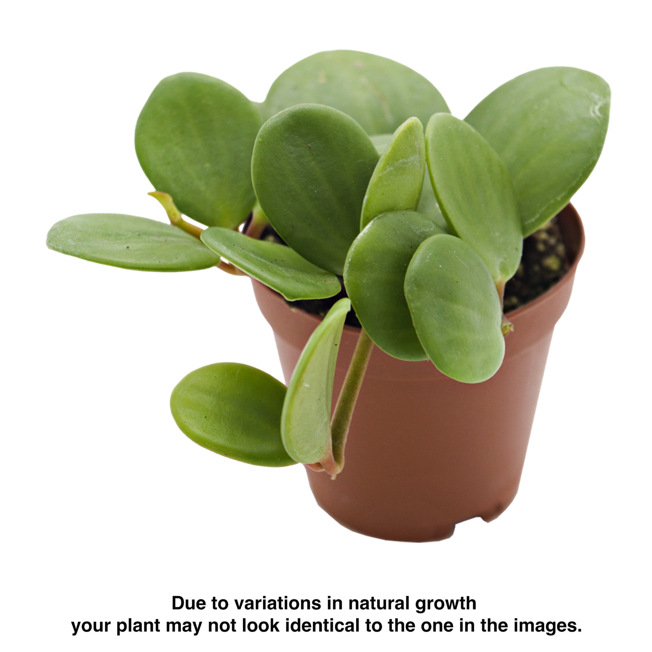 ReptiCulture Hope Peperomia Tropical 2" Pot 3 pk