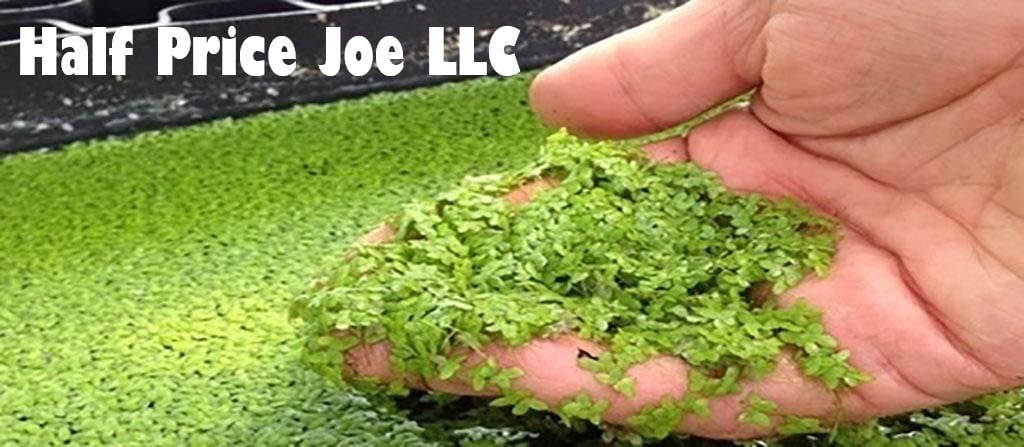 1 Handful Live PURPLE Duckweed Pond Plants Organic Chemical & Pest Free Pet Feed 