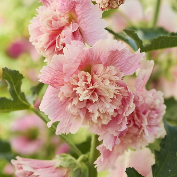 Eden Brothers Hollyhock Seeds - Summer Carnival Apple Blossom