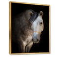 thumbnail image 3 of Close Up Portrait Of A White Horse 30 in x 40 in Framed Painting Canvas Art Print, by Designart, 3 of 5