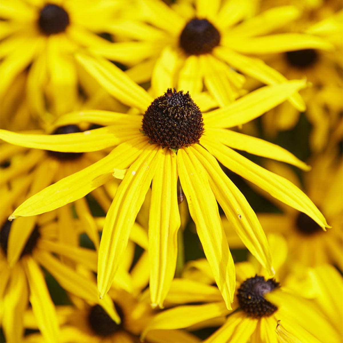 Van Zyverden Rudbeckia Goldstrum Set of 5 Plant Roots Yellow Full Sun Deer Resistant 2 lbs