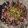 thumbnail image 2 of Lettuce Seeds - Bellevue Mto Organic Variety Lettuce Seeds - Non-GMO - 50 Seeds, 2 of 3