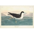 thumbnail image 2 of Audubon, John James 32x23 White Modern Wood Framed Museum Art Print Titled - Pl 299 Dusky Petrel, 2 of 4