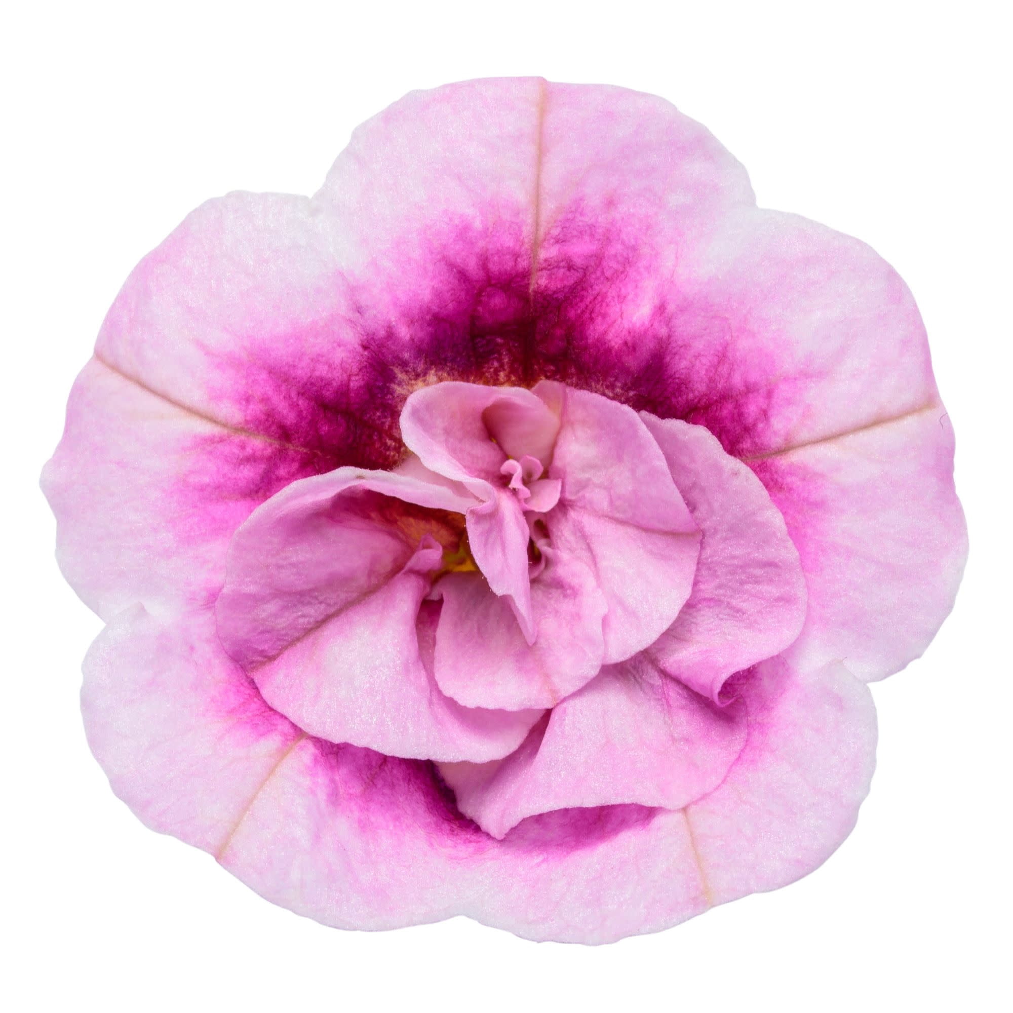 Proven Winners 4" Superbells Double Smitten Pink Calibrachoa Live Plant in 4.25" Pot (4 Count)