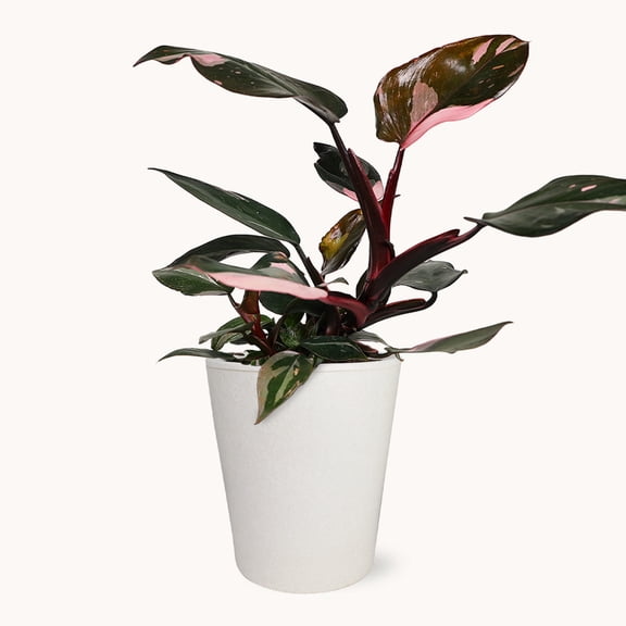 Walmart Pink Princess Philodendron
