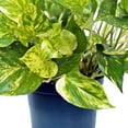 thumbnail image 3 of Live Golden Pothos, Variegated Pothos, Devil’s Ivy Live Houseplant, Indoor Plant in Pot, Birthday Gift, Office Plant, Wife Gift; Evergreen Plant in 6" Pot, 3 of 5