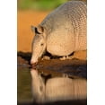 thumbnail image 2 of Ditto, Larry 13x18 White Modern Wood Framed Museum Art Print Titled - Nine-banded Armadillo-Dasypus novemcinctus-drinking, 2 of 4