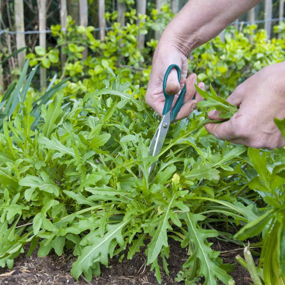 Arugula Seeds - Rocket Herb Seed - 1 LB