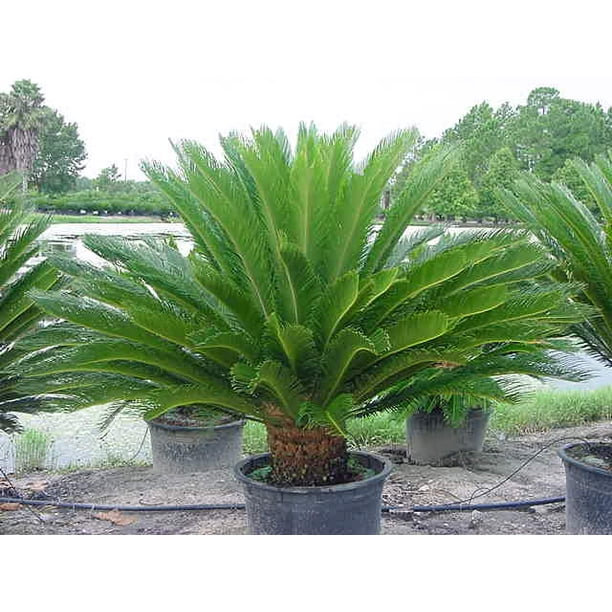 Expert Gardener Live Indoor 20in. Tall Green Sago Palm Plant, Partial Sun, in 10in. Grower Pot