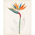 thumbnail image 2 of Unknown 20x24 White Modern Wood Framed Museum Art Print Titled - Botanical of the Tropics IV, 2 of 4