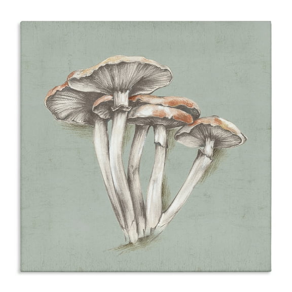 Stupell Industries Mushroom Bundle Drawing Plants & Flowers Painting Wrapped Canvas Art Print Wall Art, 17 x 17