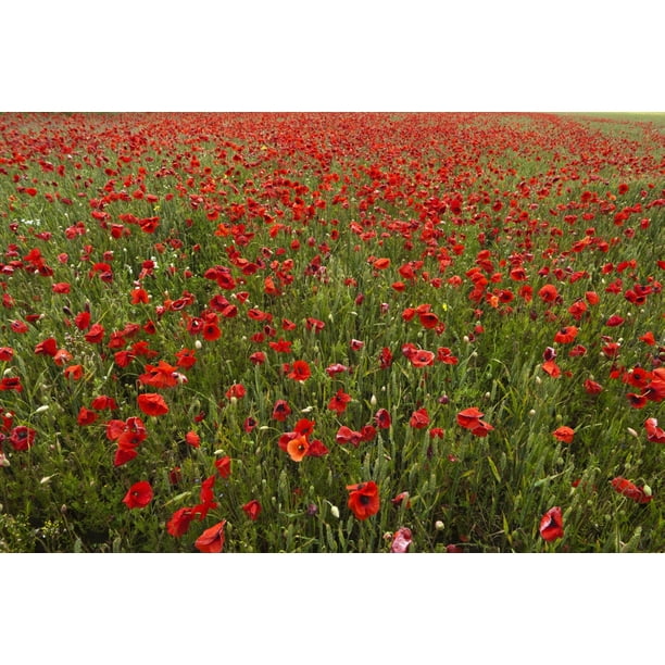 An Abundance Of Red Poppies In A Field; Northumberland, England Poster