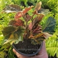 thumbnail image 3 of Begonia 'Ginny Galaxy' - Pot Size: 3.5in - House Plants, 3 of 6