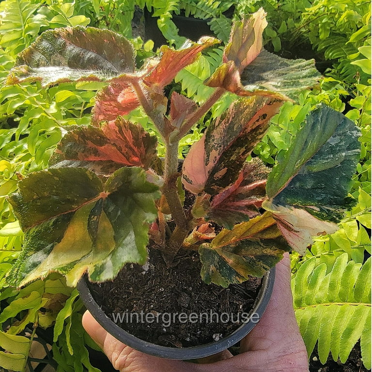 harlequin plant 50 ROCK HARLEQUIN Pink & Yellow Corydalis Sempervirens Flower Seeds –  Seedville USA main image 0