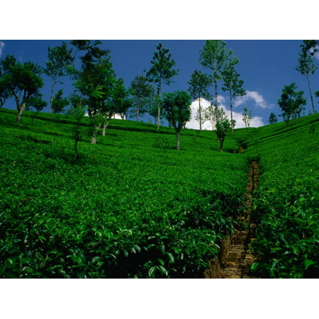 Green Tea Plantation, Nuwara Eliya, Sri Lanka Print Wall Art By Dallas