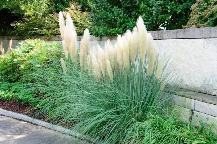 Dwarf Pampas Grass  3 Live Plants  Cortaderia Selloana Pumila  Compact Low Maintenance Drought Tolerant Ornamental Grass