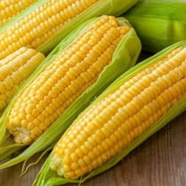 Corn Seed ,Golden Bantam Corn Seeds - 100 Count Seed Pack - an Outstanding Sweet Corn Variety with Great Flavor - Country Creek LLC