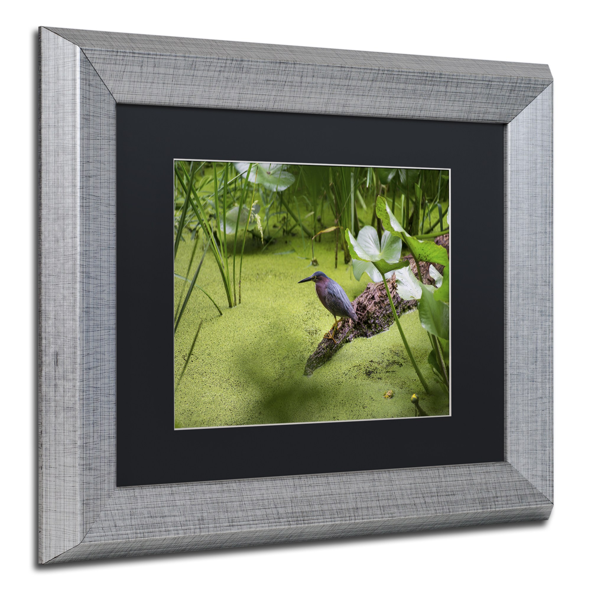 Trademark Fine Art "Green Heron" Canvas Art by Kurt Shaffer, Black Matte, Silver Frame