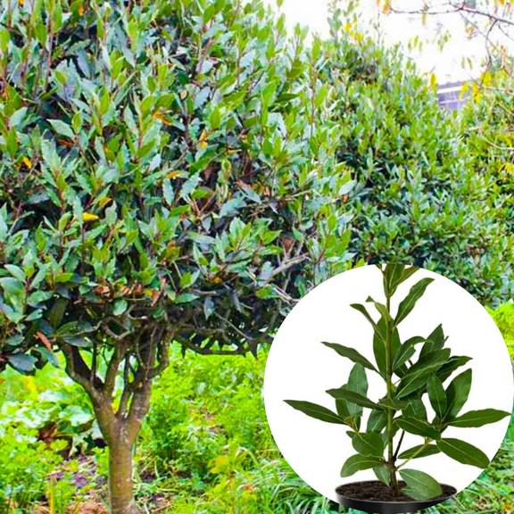 Bay Leaf Tree Live Plant, Sweet Bay Laurel Plant, Laurus Nobilis 6-8 Inches Tall in Pot
