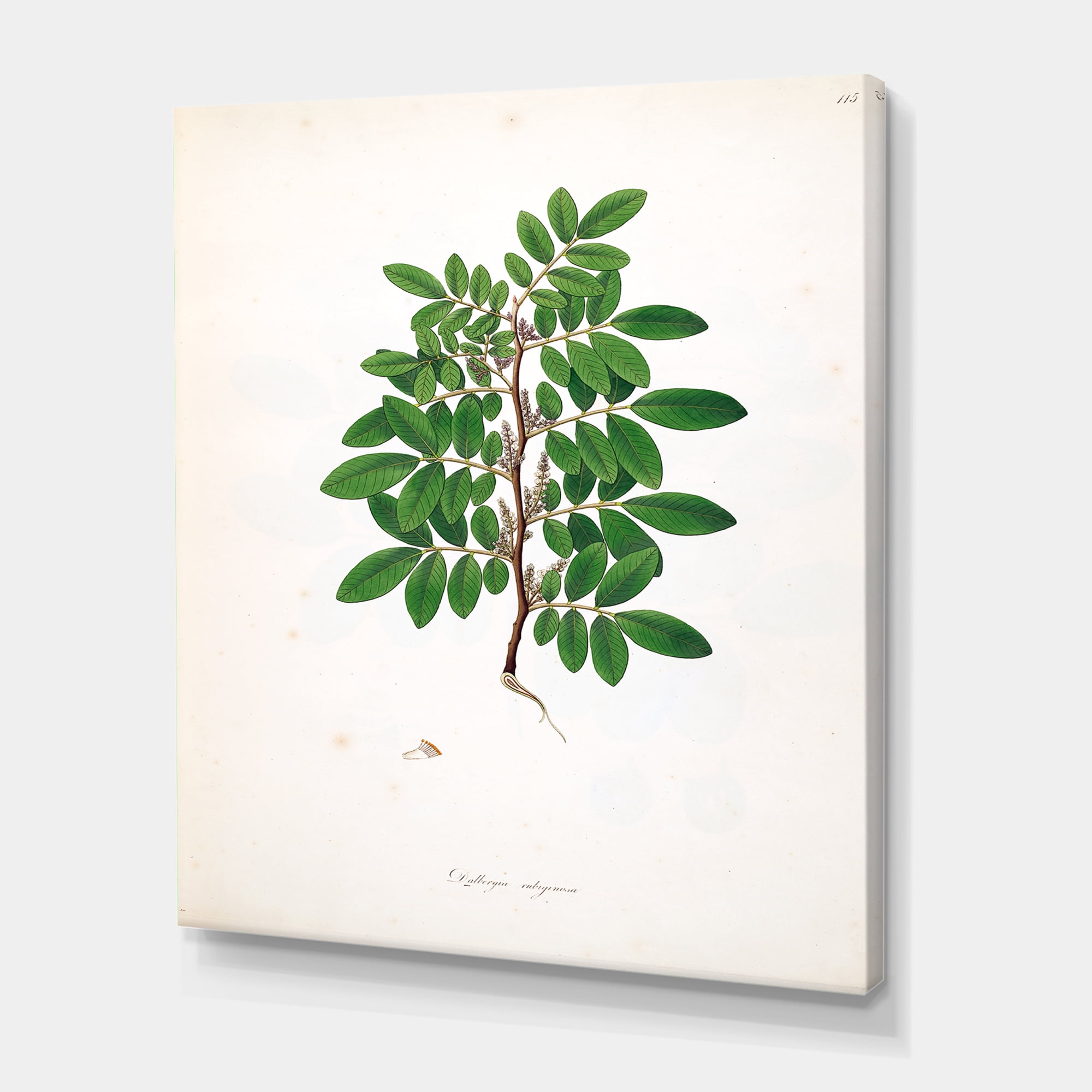 Designart ' Ancient Plant Life XX ' Farmhouse Canvas Wall Art Print