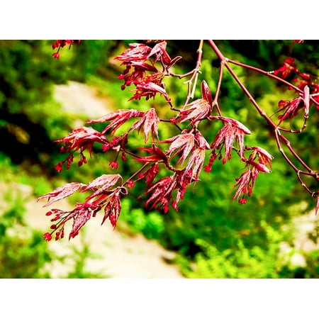 - Canvas Print New Life New Growth Japanese Maple Red Spring Bud Stretched Canvas 10 x 14