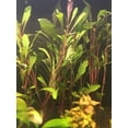 thumbnail image 4 of Fire Temple Alternanthera Rosanervig 3-5 Stems Live Aquarium Plants BUY 2 GET 1 FREE, 4 of 12