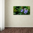 thumbnail image 4 of Trademark Fine Art "Tropical Blue" Canvas Art by Kurt Shaffer, 4 of 4