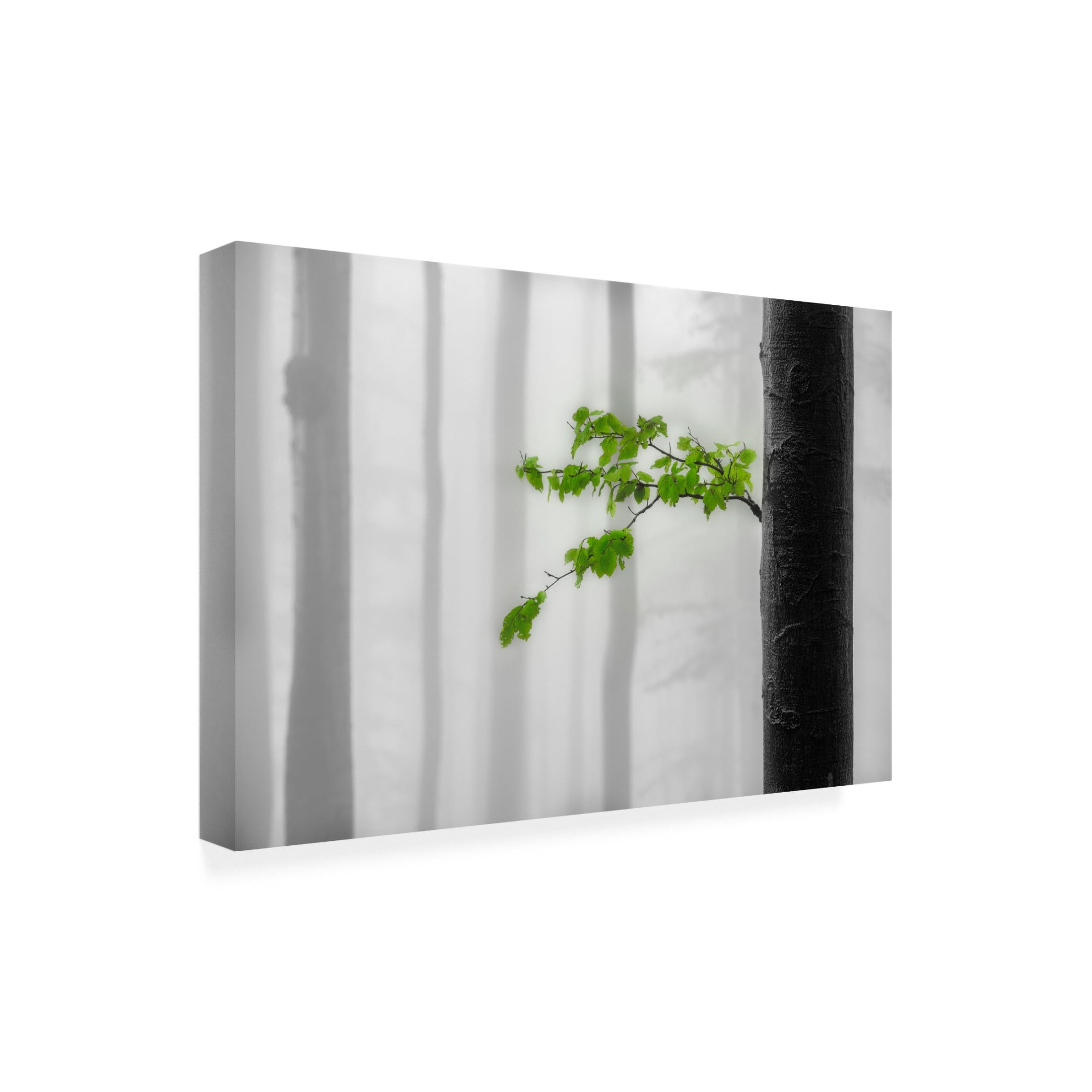 Trademark Fine Art Tom Pavlasek Green Leaves Canvas Wall Art