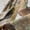 Bisque 02, variant on Homewish Jungle Animal Fox Black Out Curtains, Magic Wildlife Curtains Pack of 2 (42x63 Each), Rustic Nature Scenery Bedroom Curtains, Blackout Curtains Room Decor