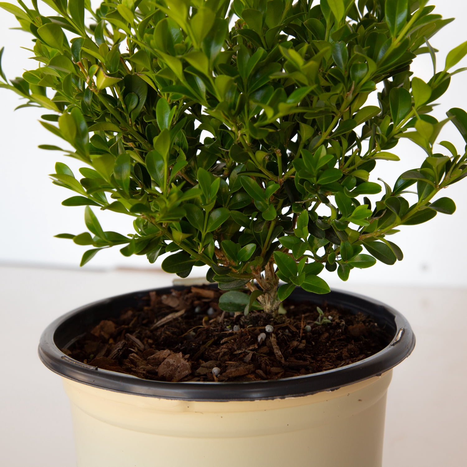 Better Boxwood Heritage (2.5 qt.) Evergreen Full Sun Perennial Shrub with Glossy Green Foliage