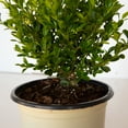 thumbnail image 6 of Better Boxwood Heritage (2.5 qt.) Evergreen Full Sun Perennial Shrub with Glossy Green Foliage, 6 of 10