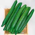 thumbnail image 2 of GSDWIUEW 40+ Open-Pollinated Cucumber Emelya Heirloom for Planting -Vegetable Green, 2 of 8