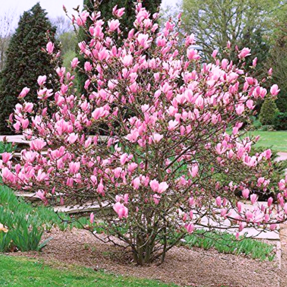 Cold Hardy Jane Magnolia Live Plant, Dormant Pink Flowering Tree, 3-5" for Outdoor