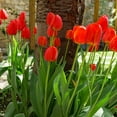 thumbnail image 4 of Scarlet Sky High Tulips - Giant Red Flowers - 10 Bulbs - Attracts Bees & Butterflies - Spring Blooming, Easy to Grow & Maintain, 4 of 6