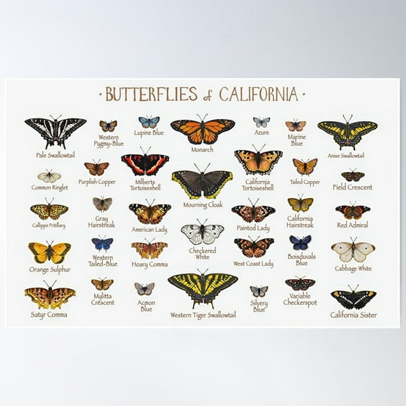 Cute Butterfly Poster, 24x36 UNFRAMED