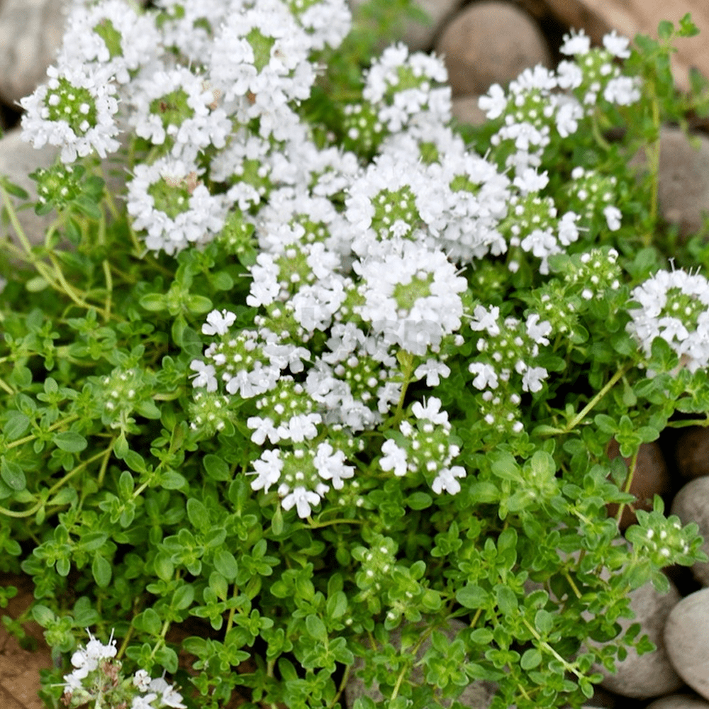 Snowdrift Thyme Thymus serpyllum MatForming Live Plant 3" Pot