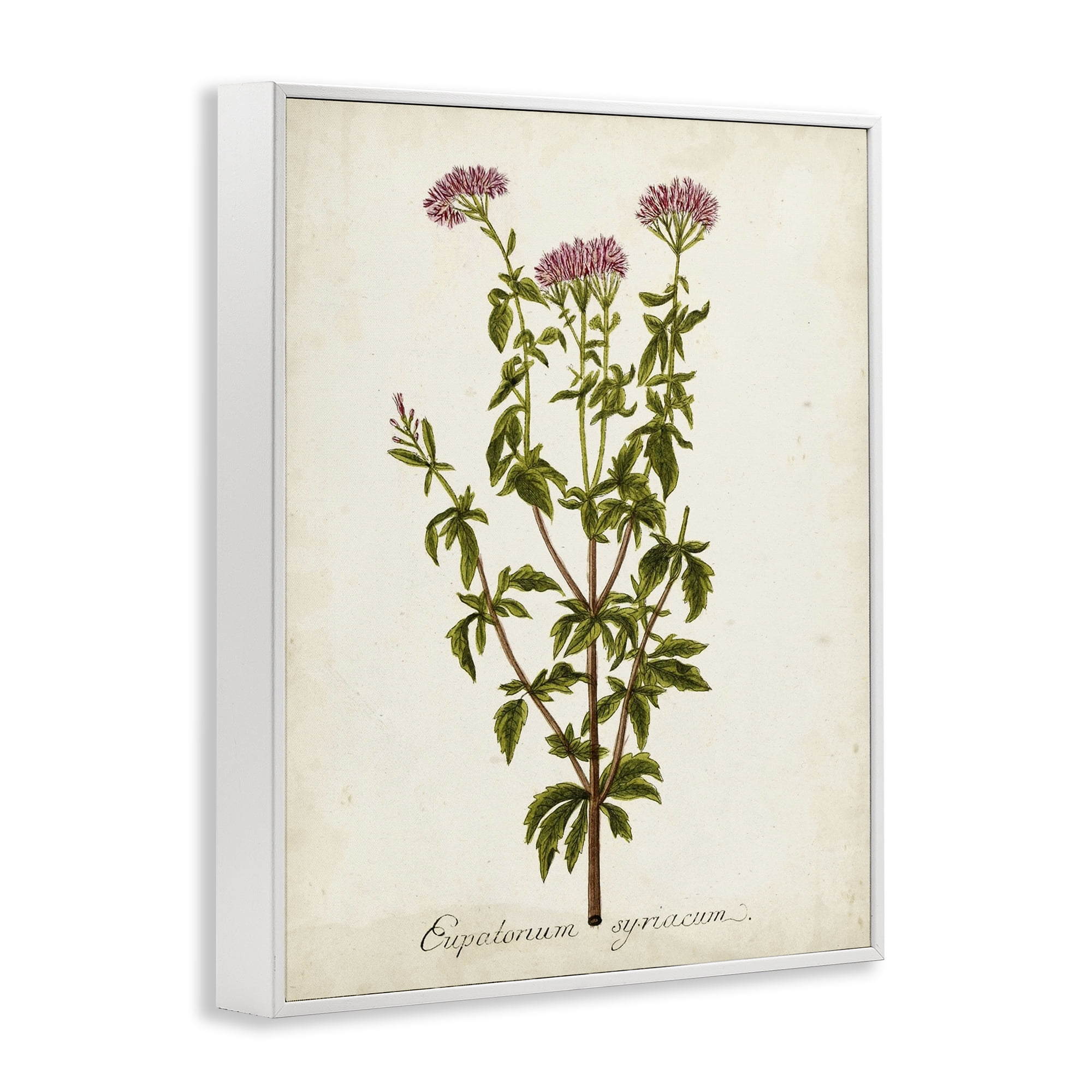 Stupell Industries Scientific Flower Study Botanical & Floral Painting White Framed Art Print Wall Art, 11 x 14