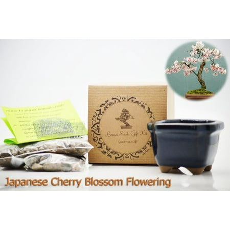 9GreenBox - Japanese Cherry Blossom Flowering Bonsai Seed Kit- Gift - Complete Kit to Grow Japanese Cherry Blossom Flowering Bonsai from