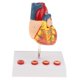 thumbnail image 2 of Modelo de trombo de tamaño natural 1: 1 Bypass Heart Teaching Aid PVC Zulema Estatua del corazón humano, 2 of 8
