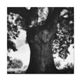 thumbnail image 1 of Oak Tree Splendor Dawn - Canvas, 1 of 10