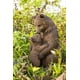 thumbnail image 1 of Estatua de madre y bebé oso de Sculpture Hi-Line Gift Ltd., 1 of 7