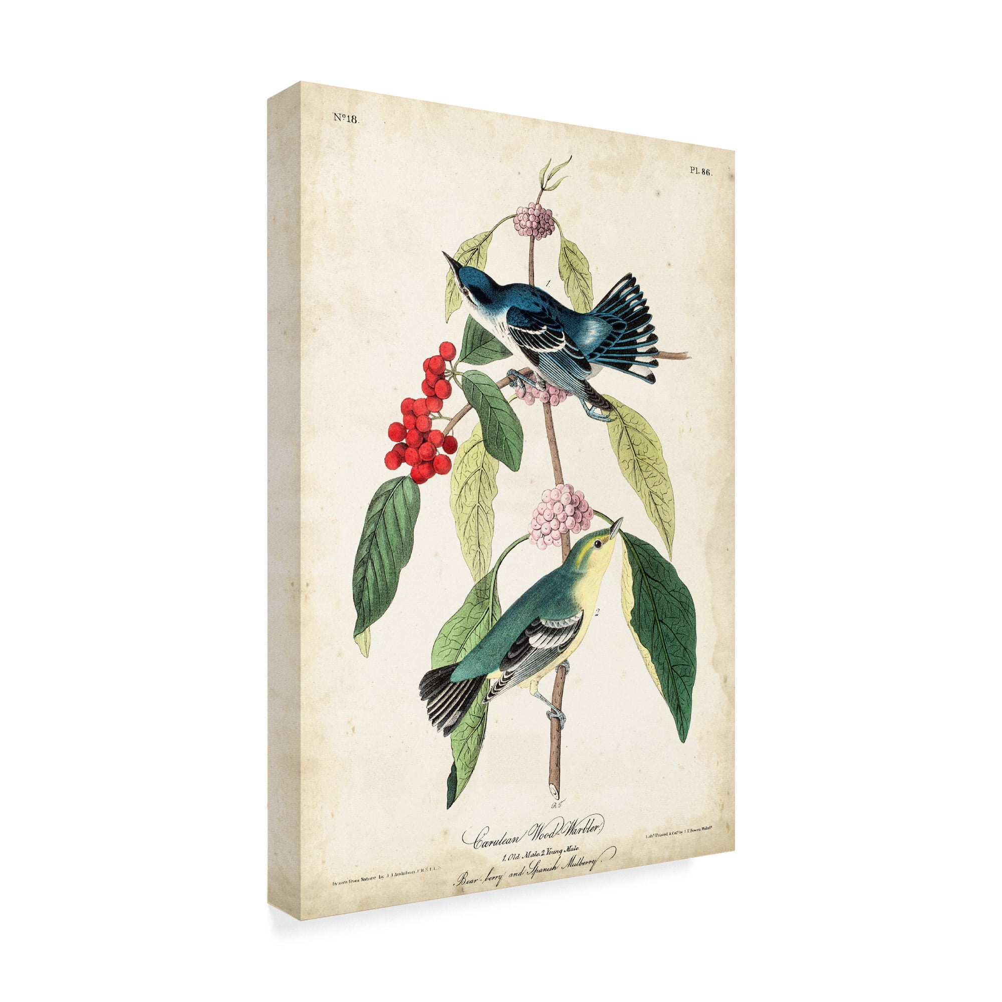 Trademark Fine Art 'Cerulean Wood Warbler' Canvas Art by John James Audubon