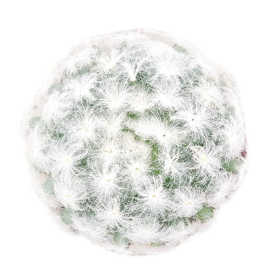 SUCCULENTS BOX Feather Cactus 4" Creamy-White Mammillaria Plumosa Live Plants in 4" Pots
