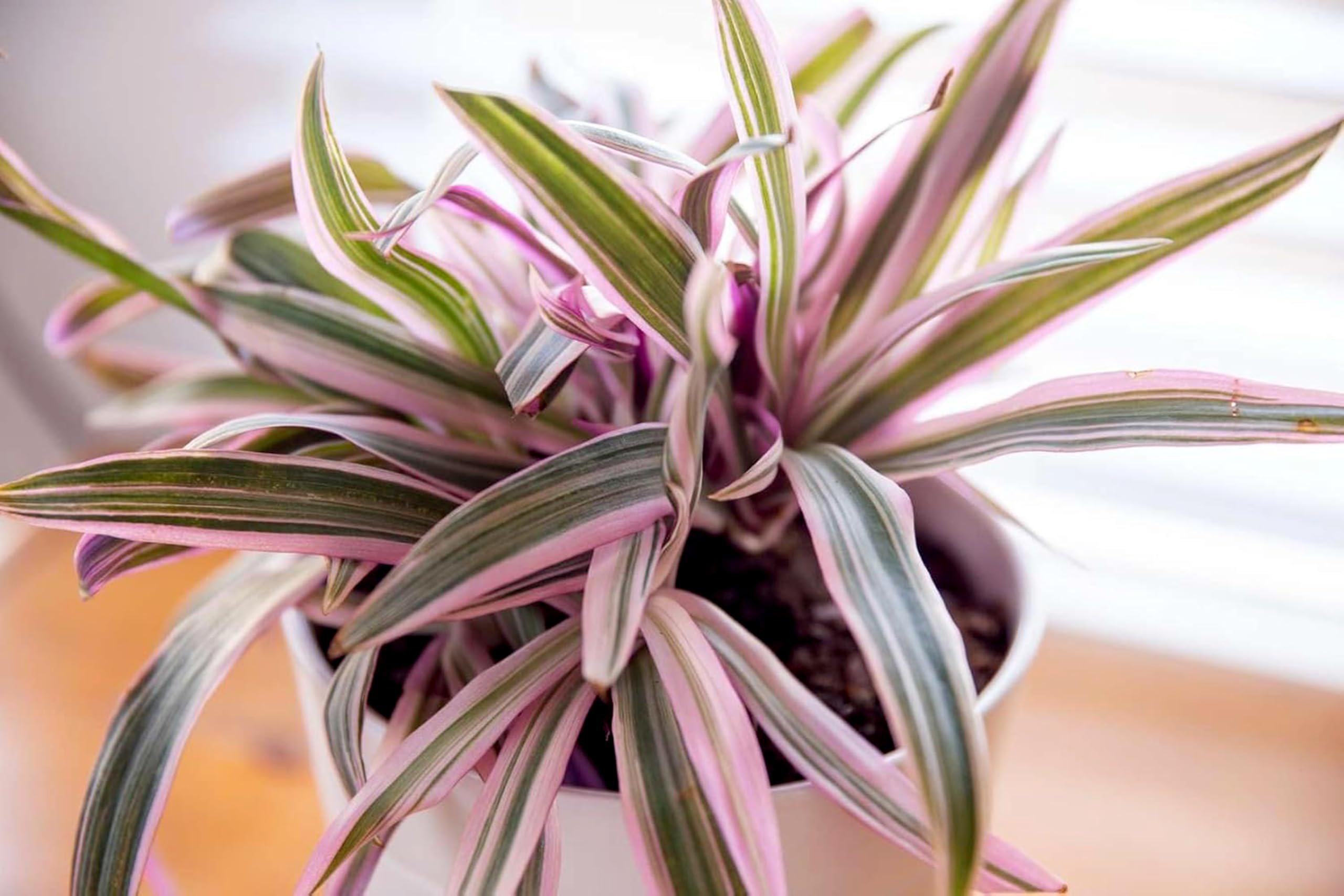 Tri-Color Oyster | 1 Large Gallon Size Plant | Tradescantia Spathacea | Indoor Houseplant, Easy Care, Low Light Tolerant, Air Purifying, Colorful Foliage, Tropical Accent, Fast Growing, Unique Leaves